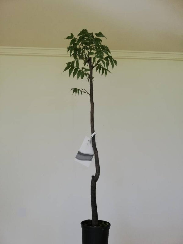 Carya illinoinensis, Pekannussbaum, Nogal pecano im 16 cm Topf