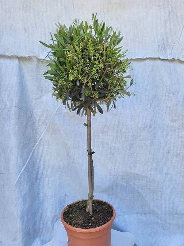 Olea europaea Copa im 22 cm Topf