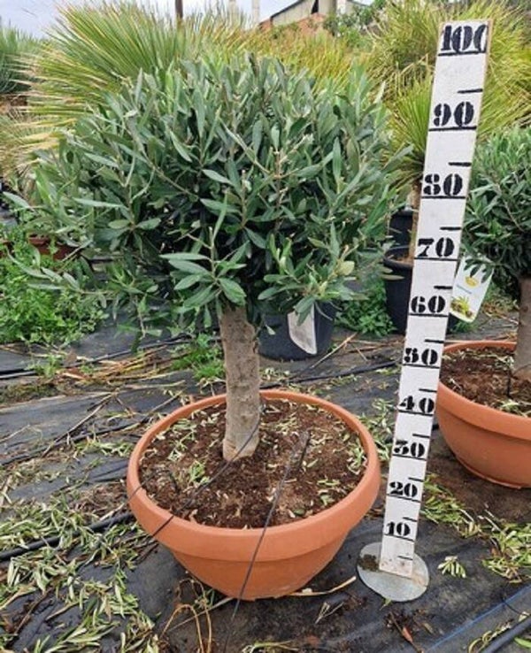 Olea europaea in einer 55 cm Schale oder 70 cm Schale