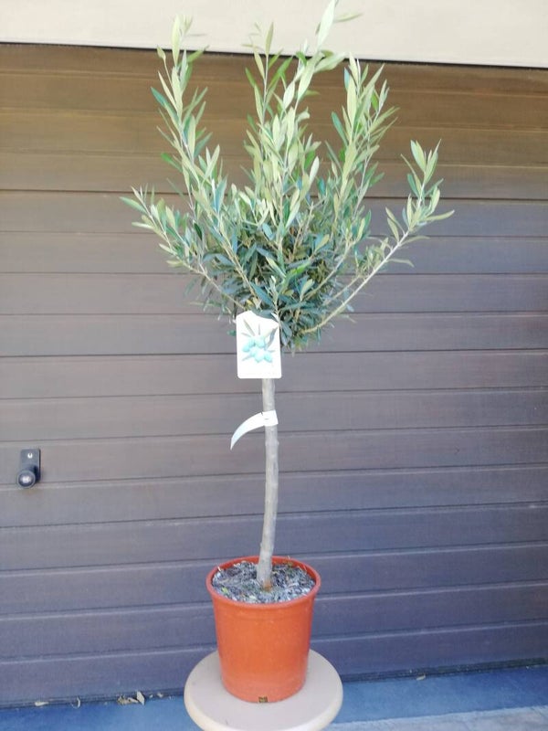 Olea europaea im 20 cm Topf