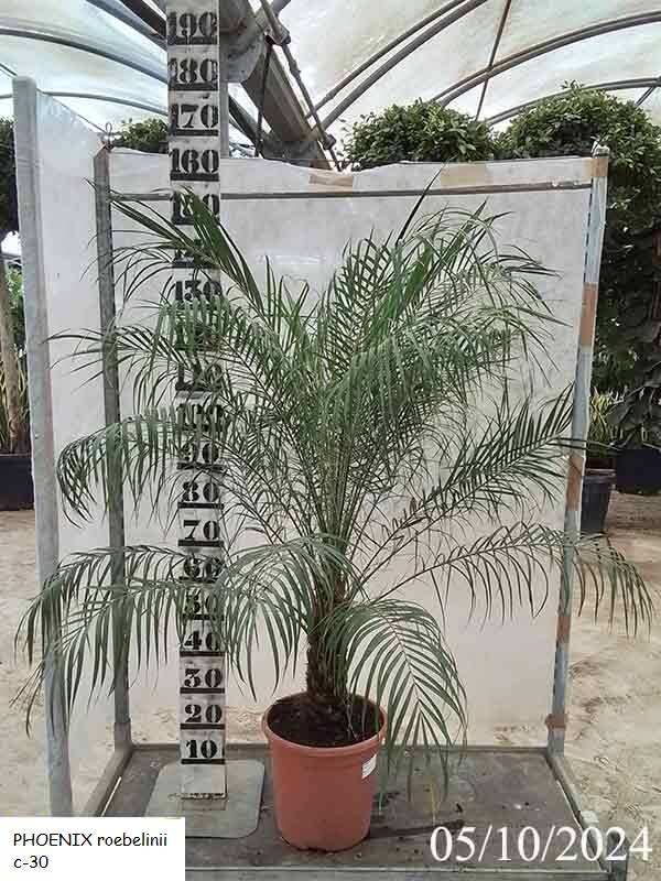 PHOENIX roebelinii c-30