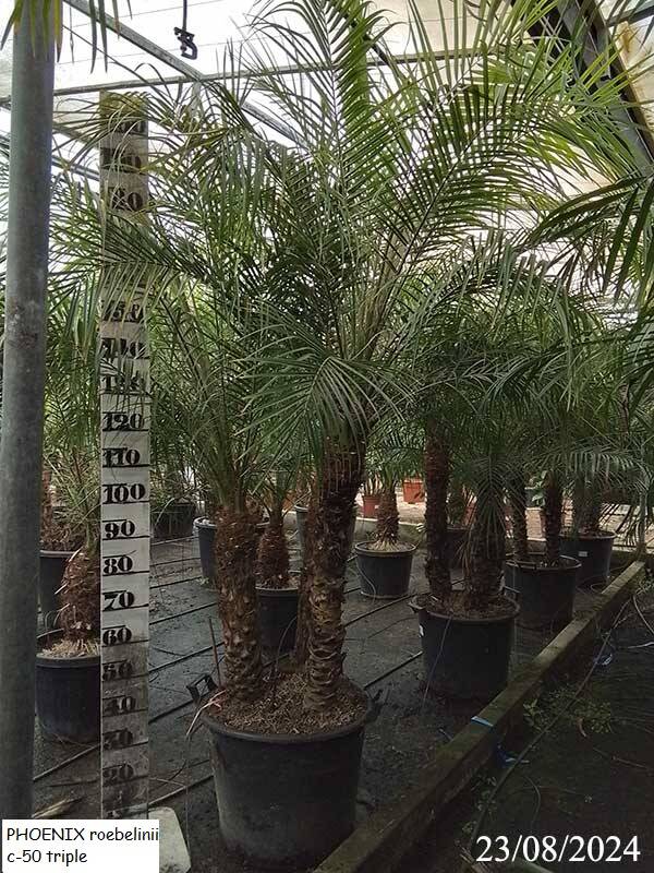PHOENIX roebelinii c-50 triple