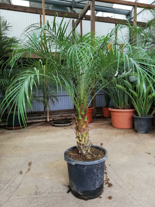 Phoenix Roebelenii im 30 cm Topf