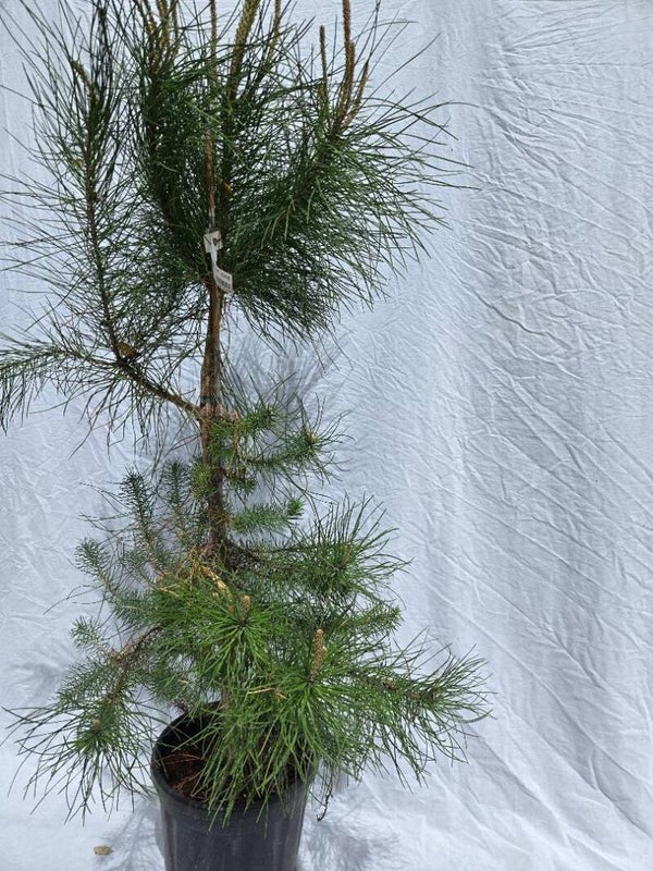 Pinus pinea im 25 cm Topf