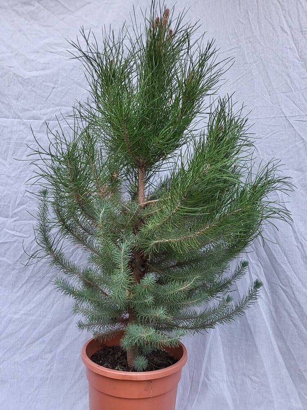 Pinus pinea im 25 cm Topf