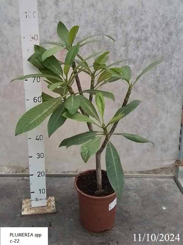 PLUMERIA spp c-30 (80-110 cm pl
