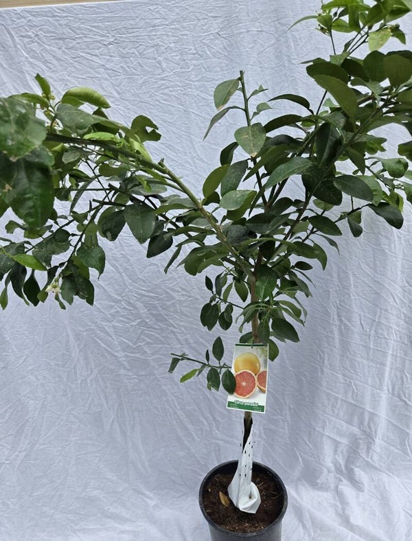 Pomelo Rio Red 24 cm