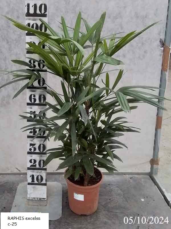RAPHIS excelsa c-25