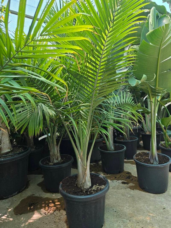 Ravenea rivularis, Weißstammpalme im 35 cm Topf