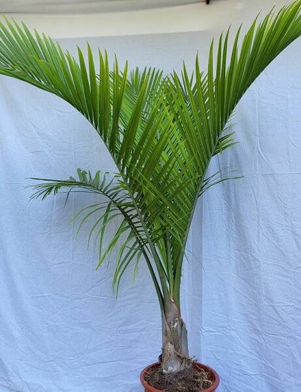 Ravenea rivularis, Weißstammpalme im 35 cm Topf