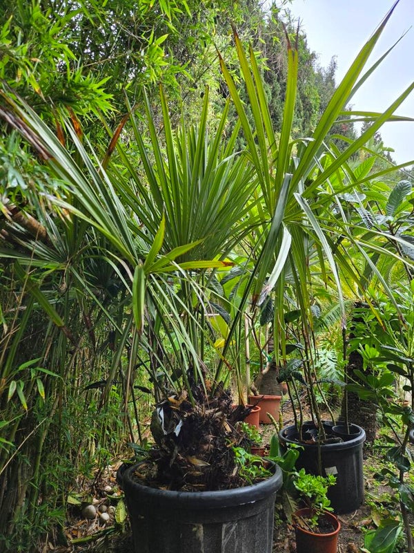Rhapidophyllum Hystrix im 60 cm Topf