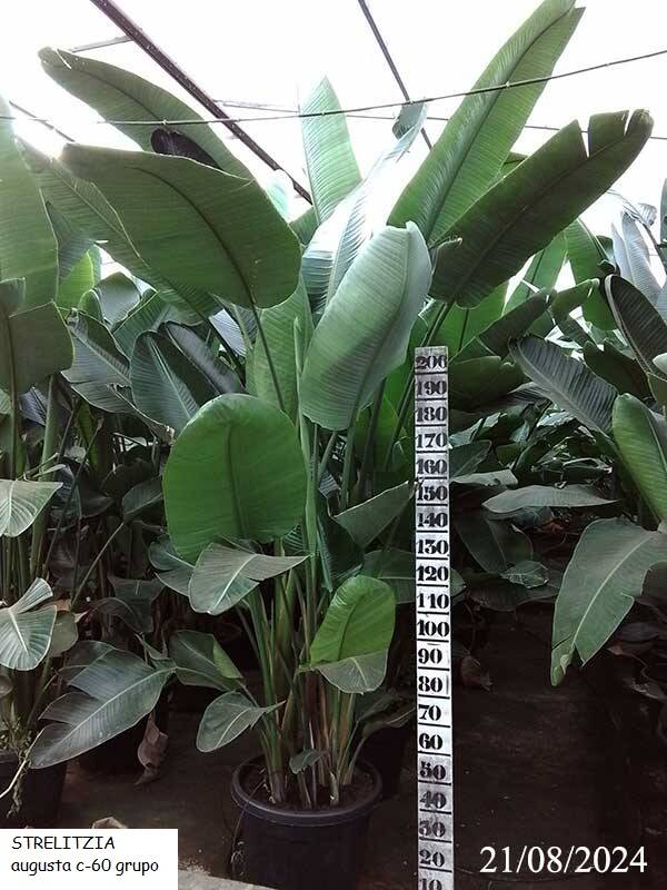 STRELITZIA augusta c-60 grupo