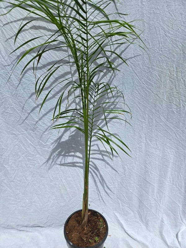 Syagrus romanzoffianum im 24 cm Topf
