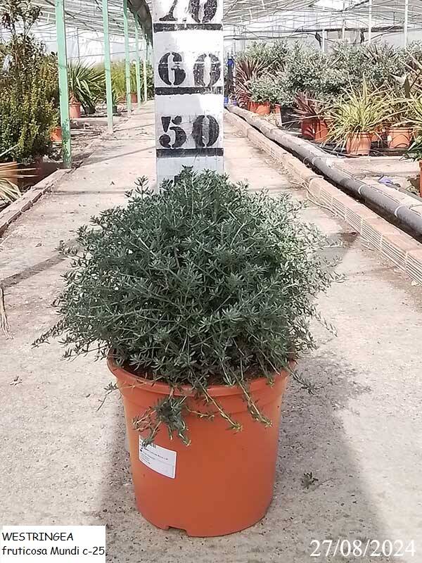 WESTRINGEA fruticosa Mundi c-25