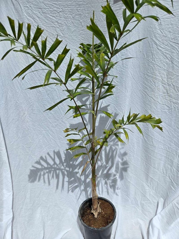 Wodyetia bifurcata 24 cm Topf