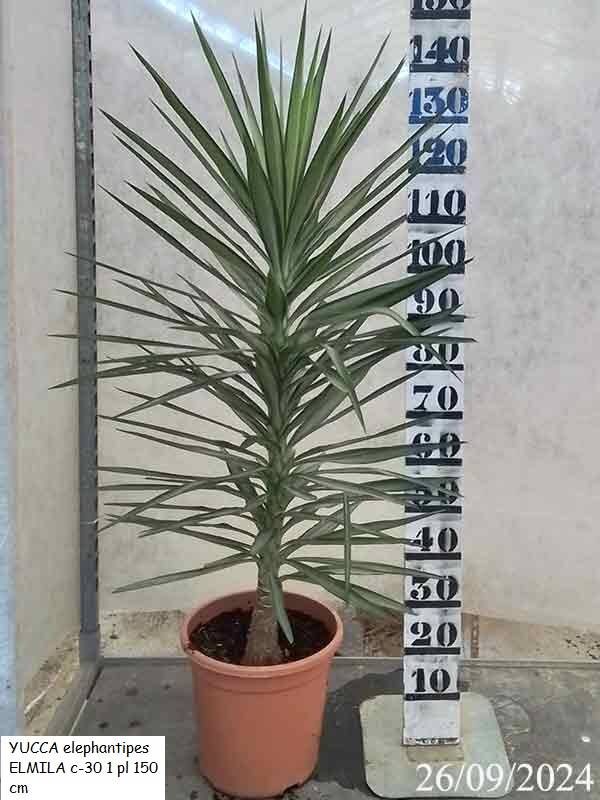 YUCCA elephantipes ELMILA c-30 1 pl 150 cm