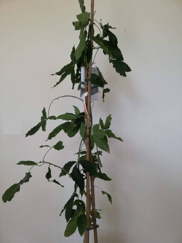 Zapote casimora edulis im 16 cm Topf