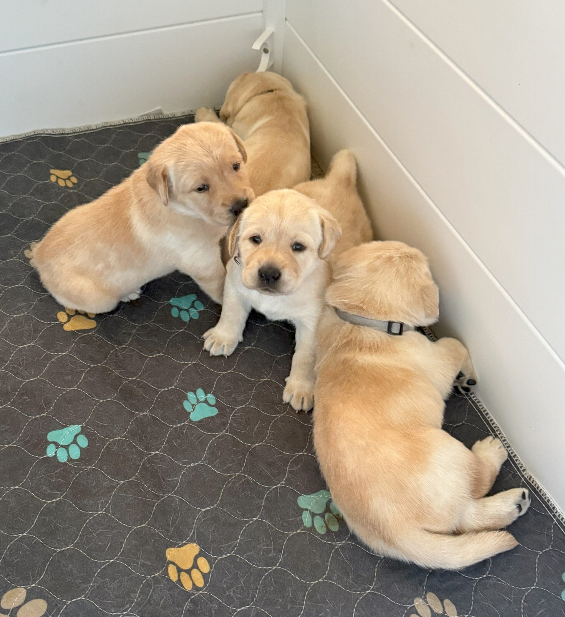 The litter at 3 weeks