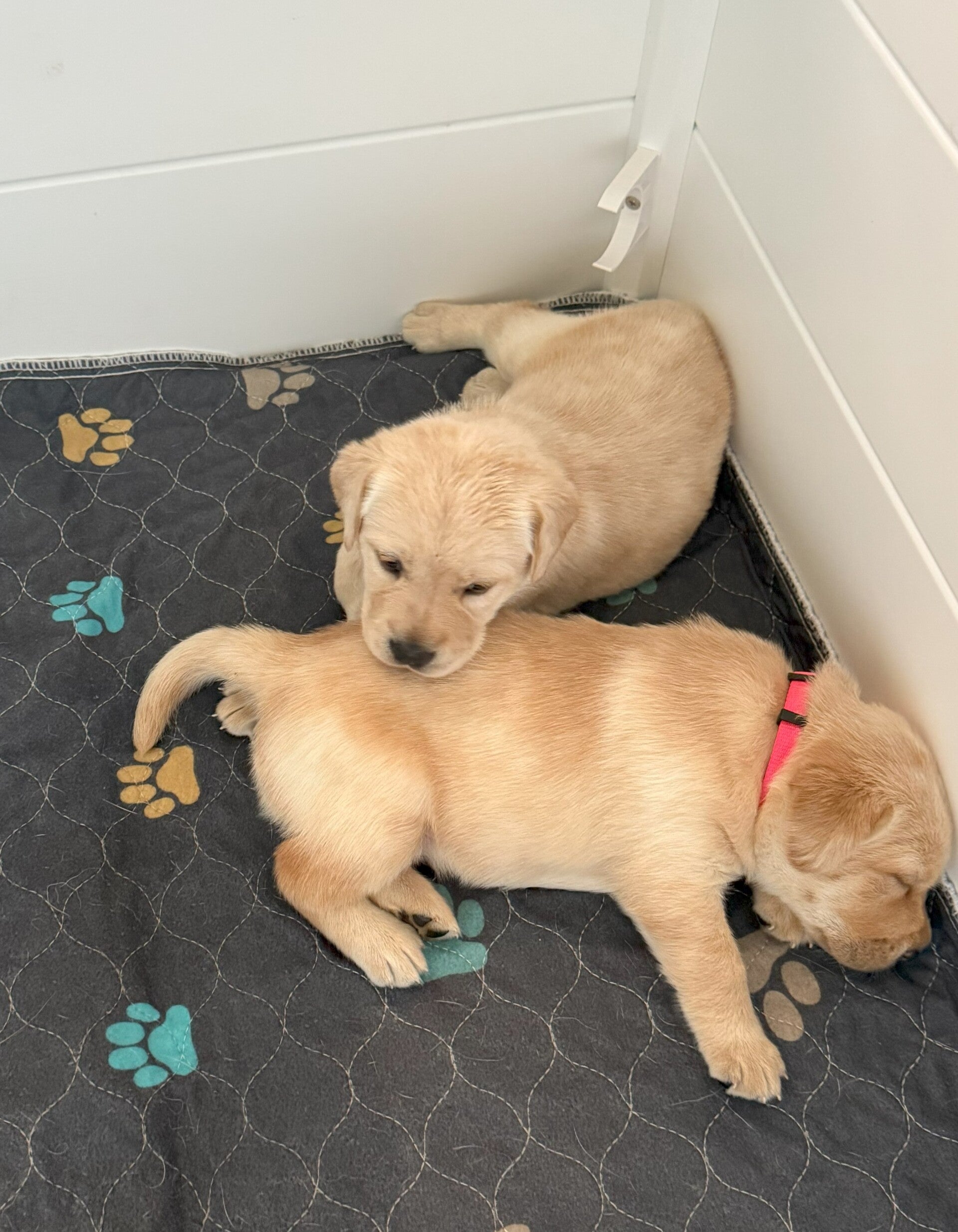 Girls - Pink and Purple