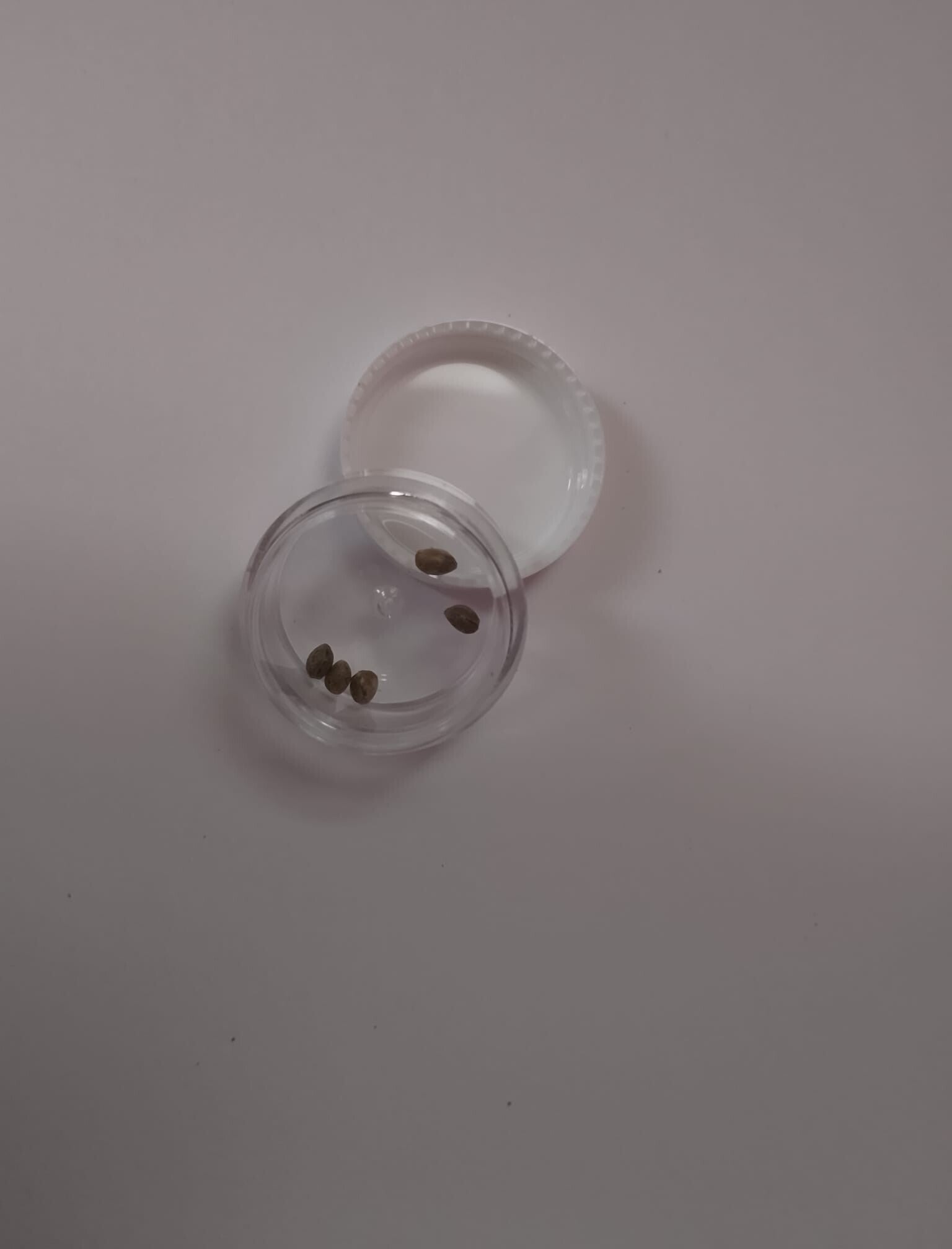 5x Glue Widow XXL Regulär