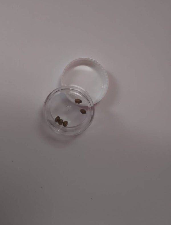 5x Glue Widow XXL Regulär