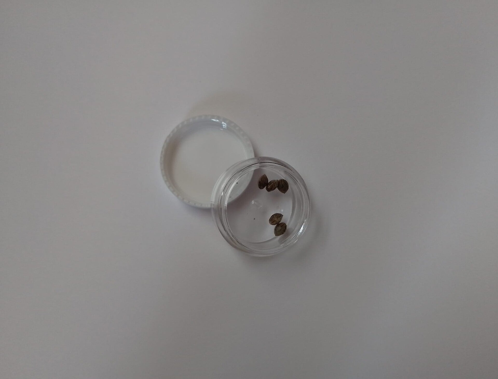 5x White Widow XXL Regulär