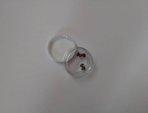 5x White Widow XXL Regulär