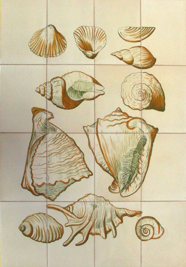 Tegeltableau:  Schelpen - 60 x 80 cm