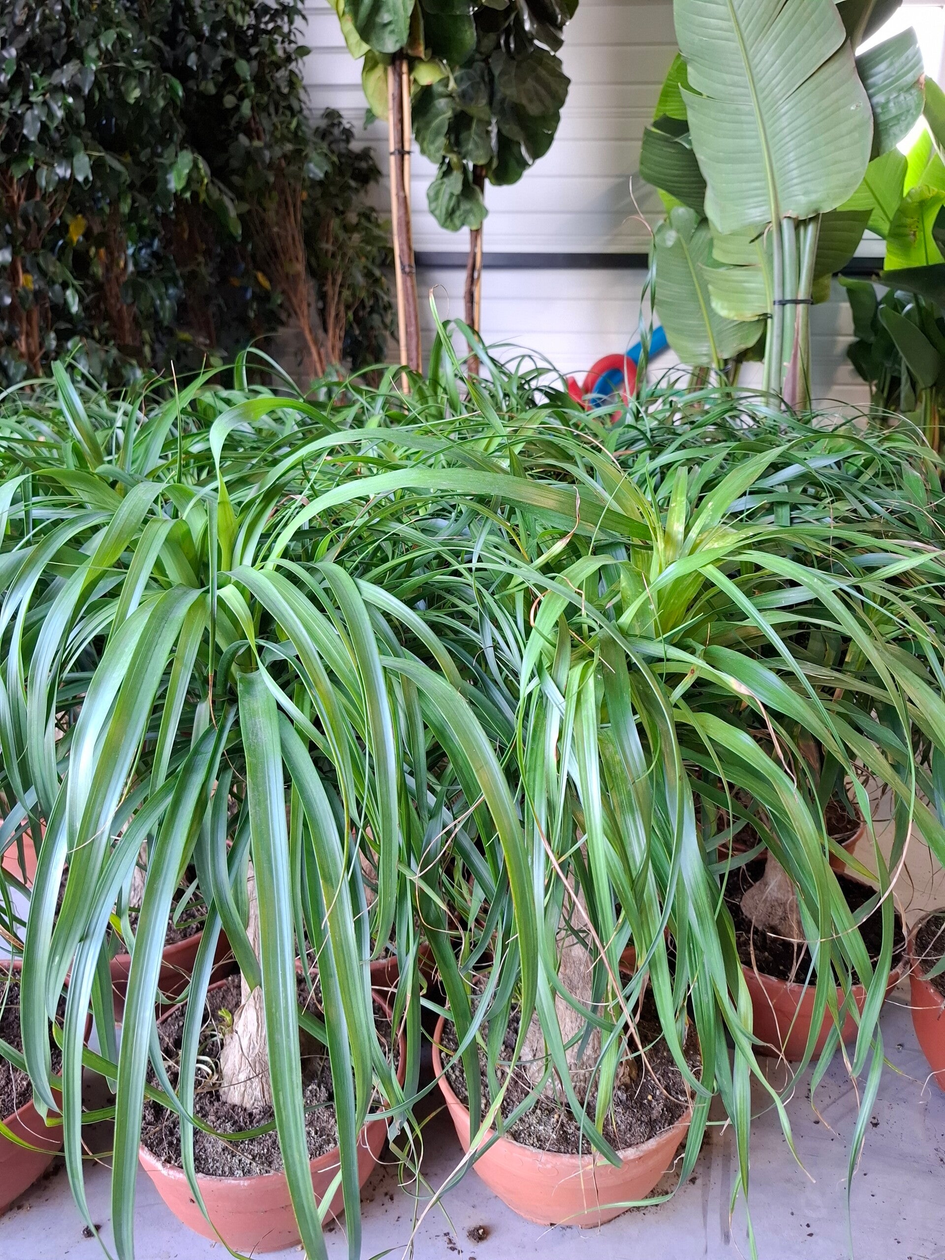 Beaucarnea recurvata - Pied d’éléphant 30cm