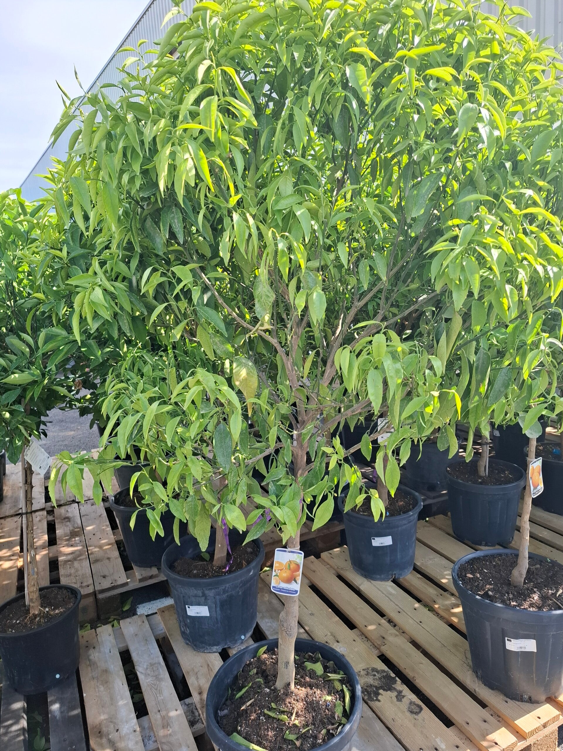 Citrus reticulata - Mandarinier 25L