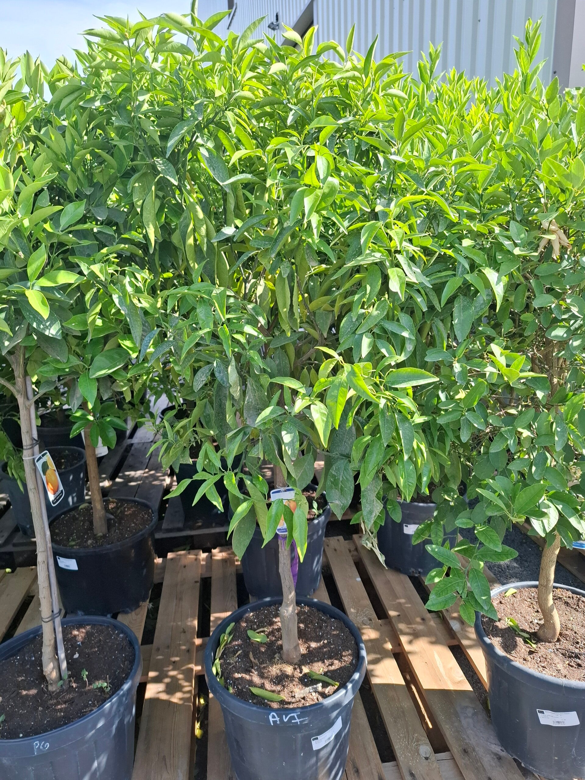 Citrus australasica - Citron caviar 25L