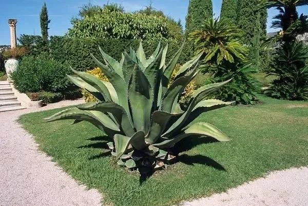 Agave Ferox - 50L