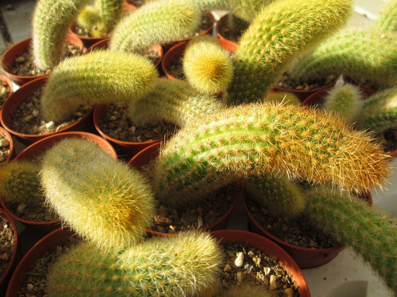 Cleistocactus winteri - Cactus queue de rat doré 25cm