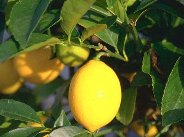 Citrus limon - Citronnier 25L