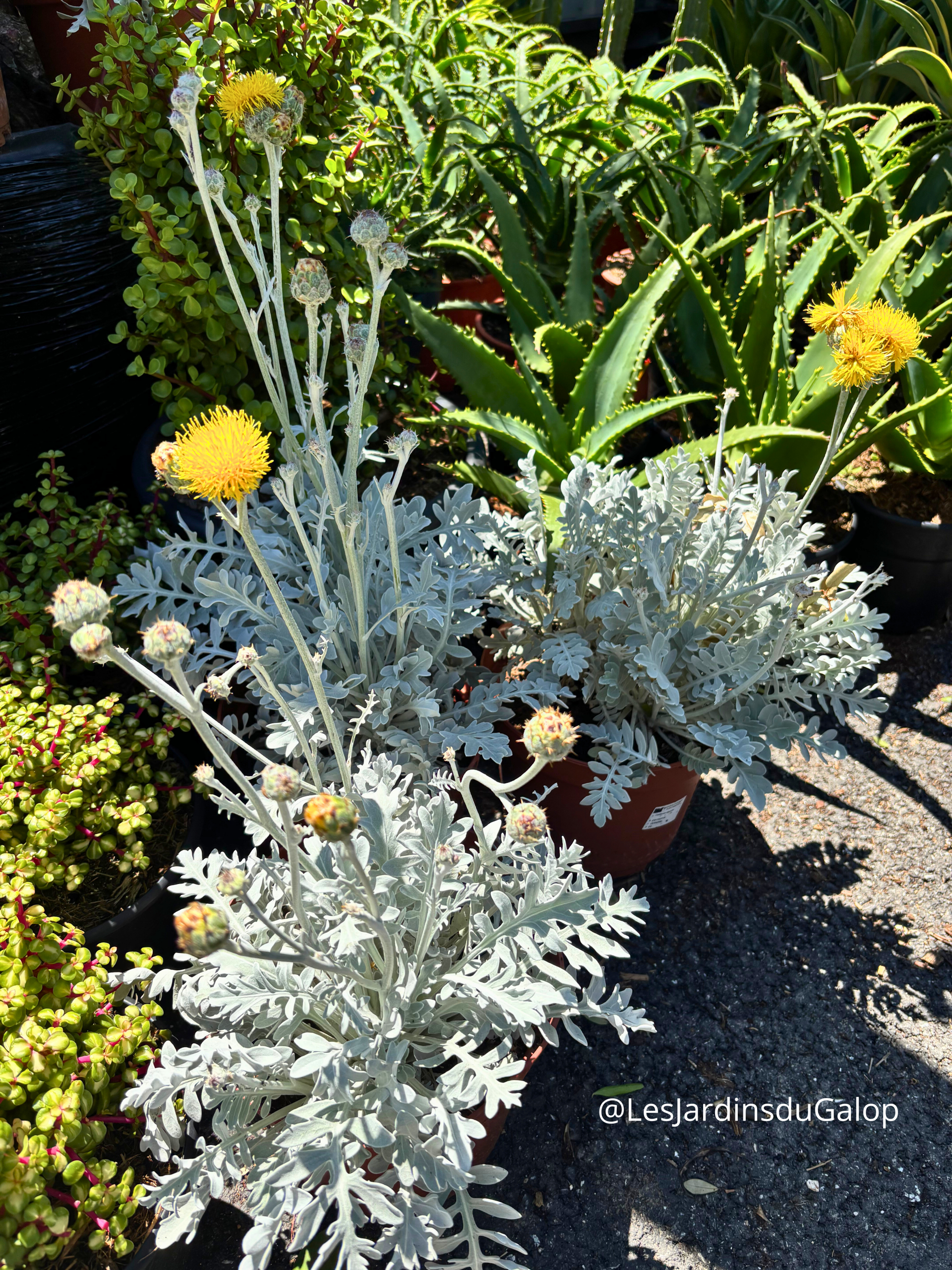 Centaurea ragusina - Centaurée à feuilles grises 15L