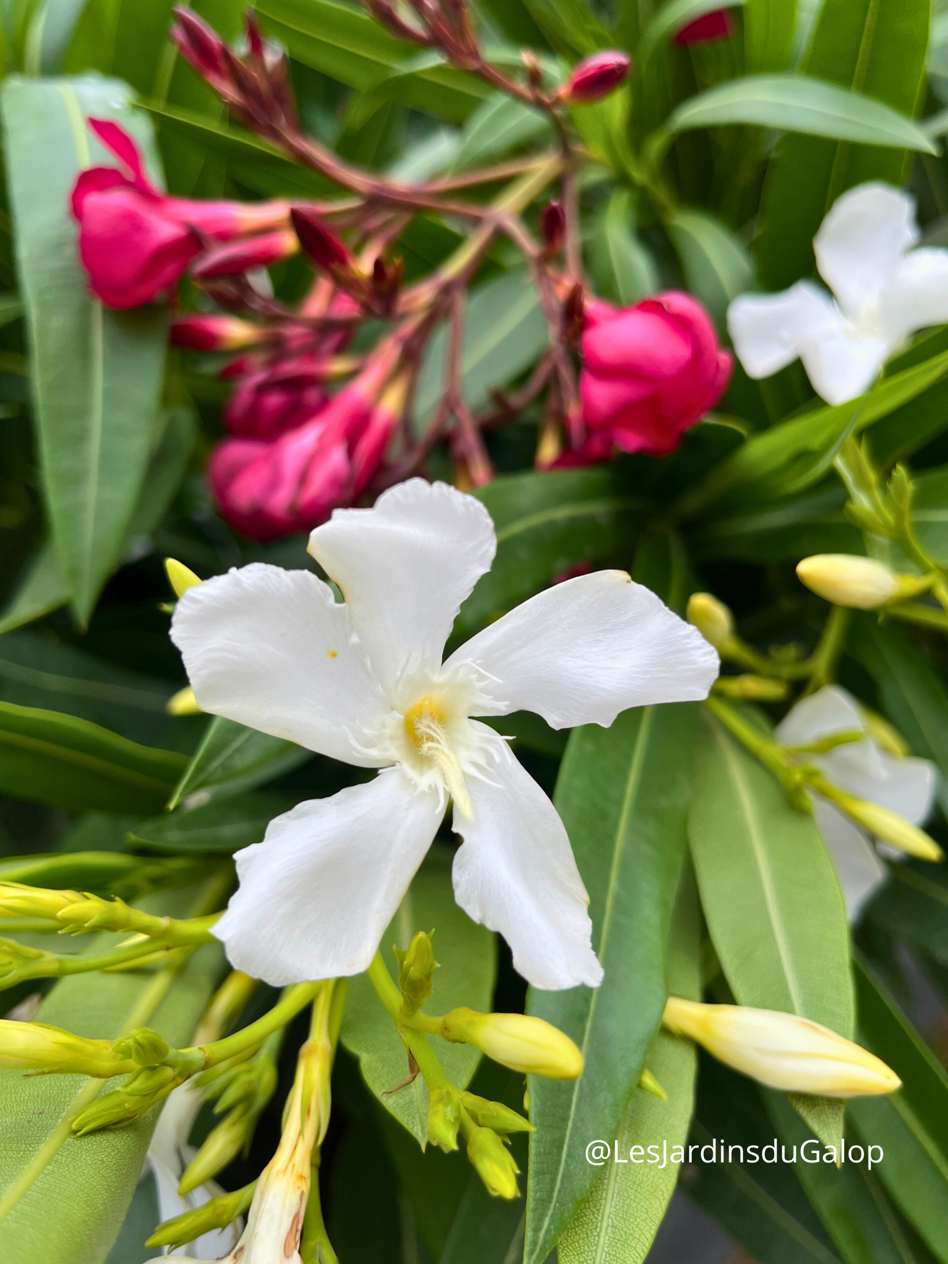 Nerium oleander - Laurier floraison blanche 10L