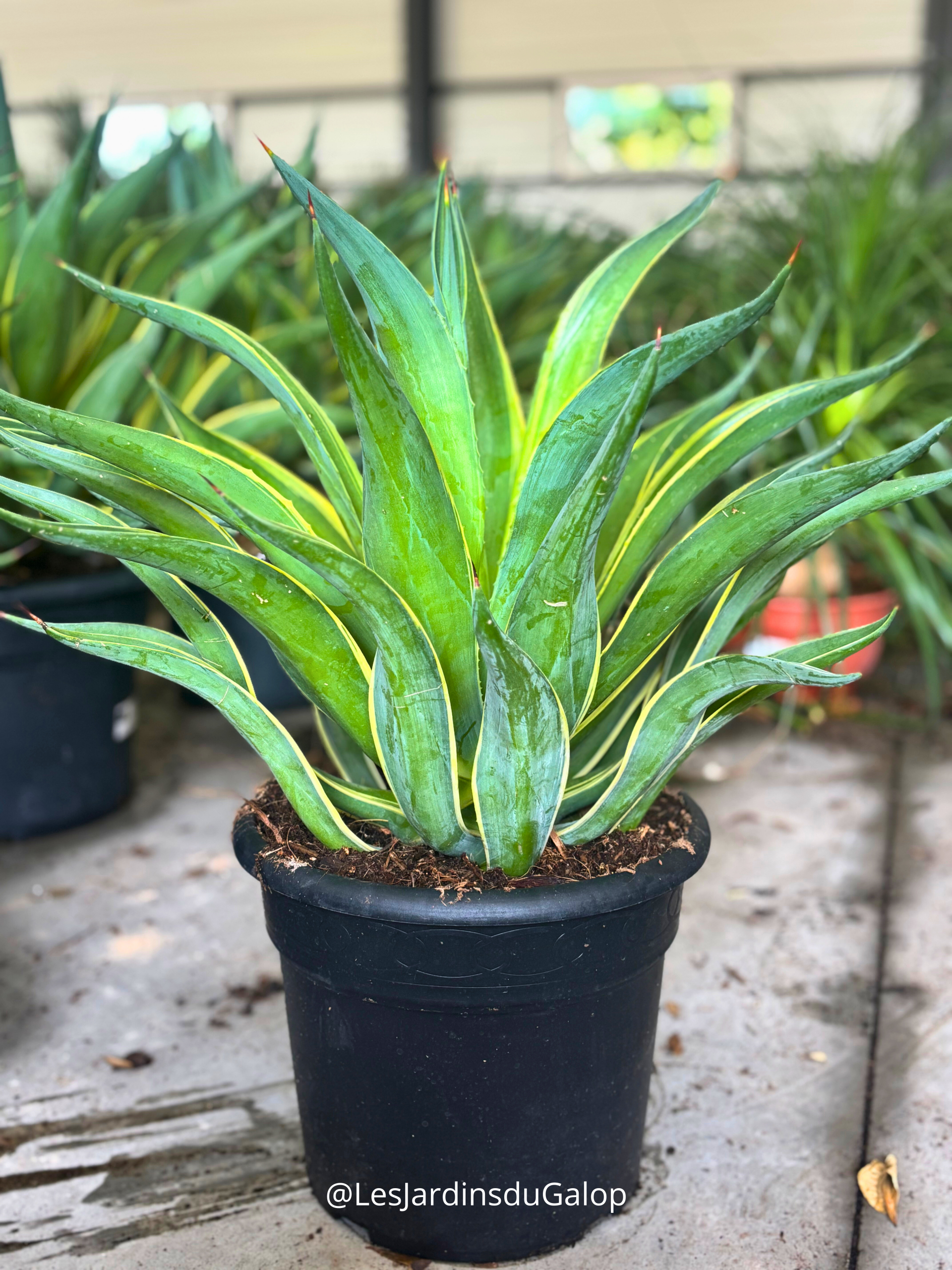 Agave desmetiana - 10L