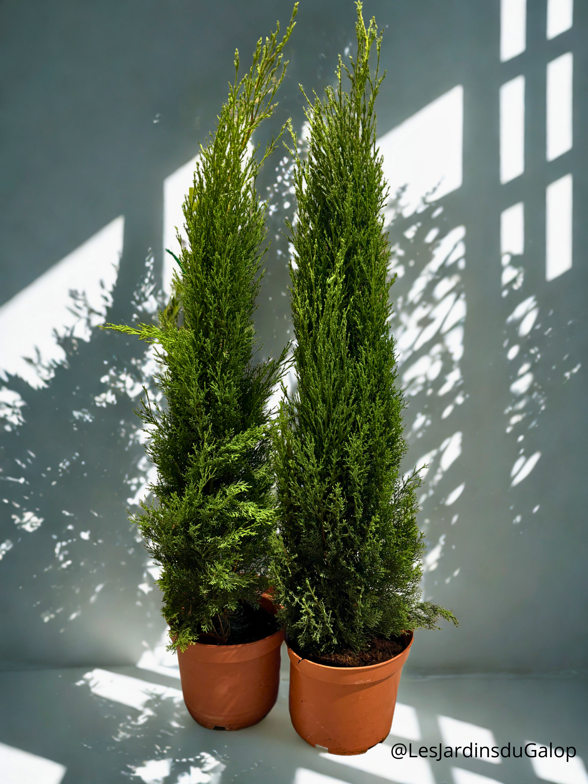 Cupressus sempervirens Totem - Cyprès de Provence 15L
