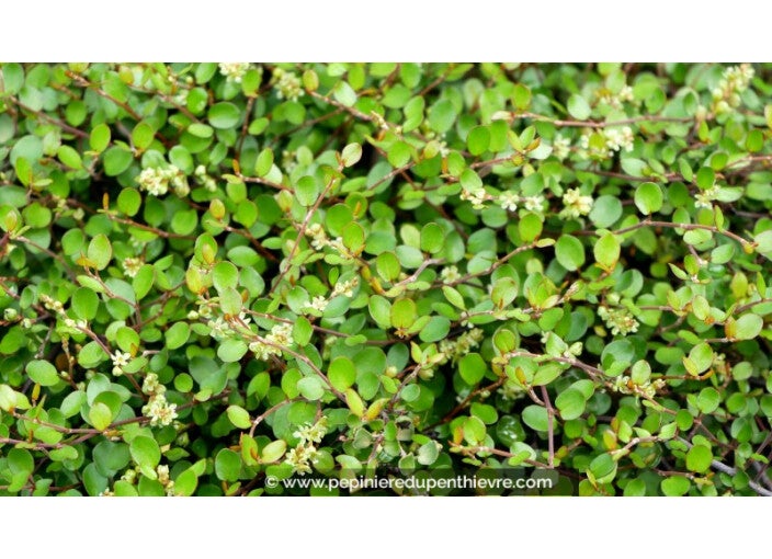 Muehlenbeckia complexa - Cheveux de Vénus 5L