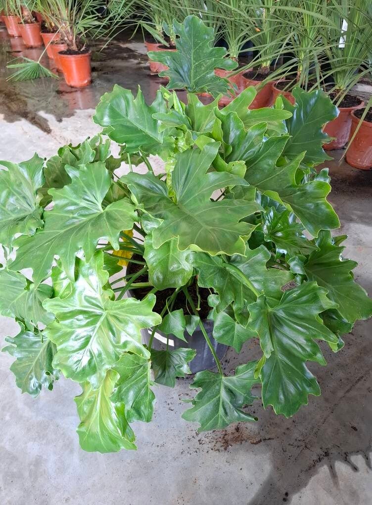 Philodendron selloum - Philodendron arbre 25 Litres