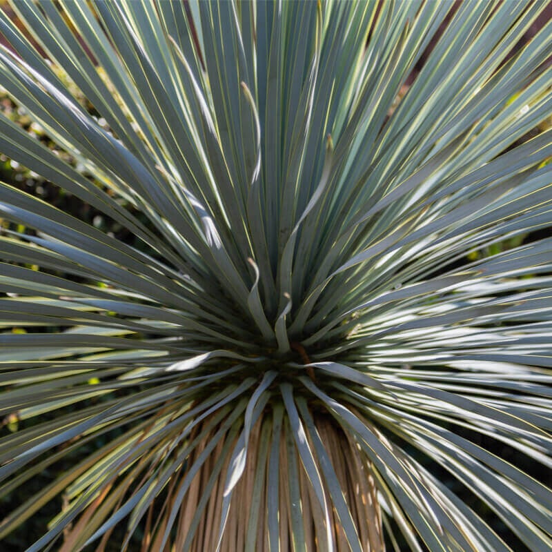 Yucca rostrata - 40cm