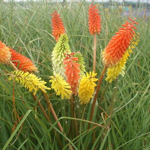 Kniphofia uvaria - Tison de Satan 7,5L