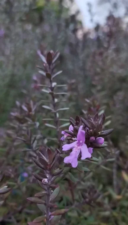 Westringia fruticosa - Romarin d'Australie 15L BLEU