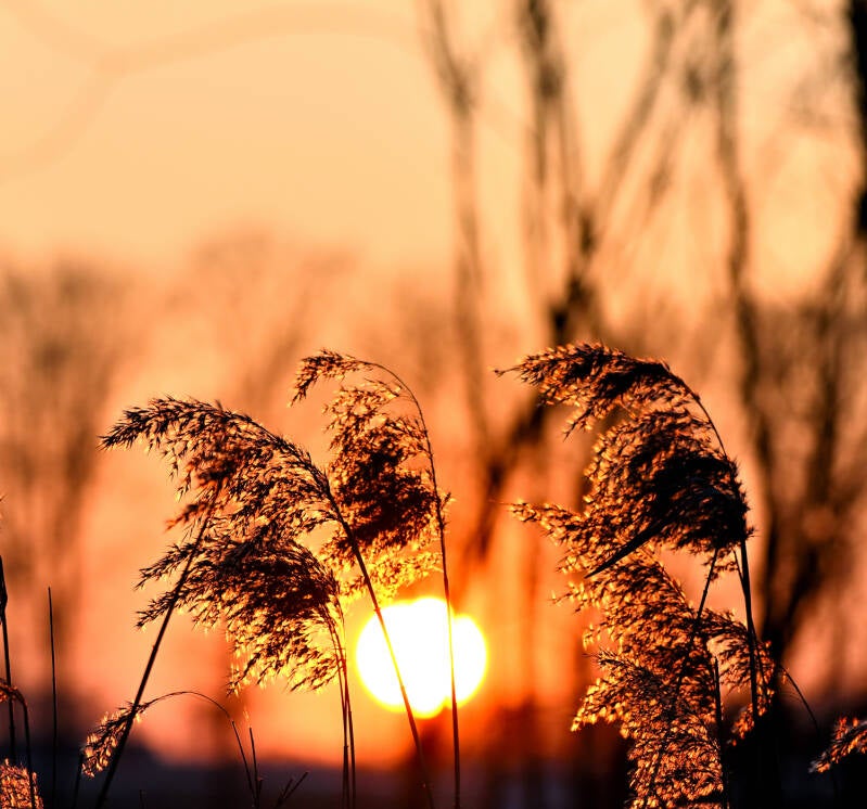 dsc_2103_03-standard.jpg