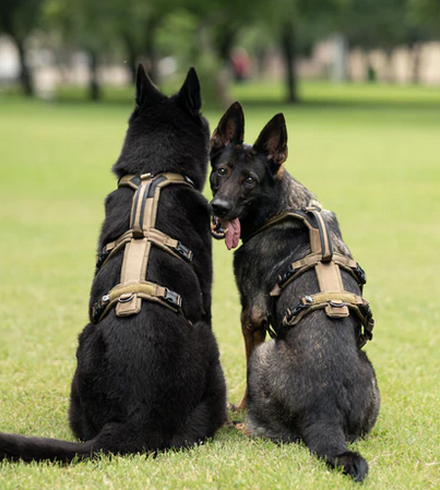 Line harness long WD