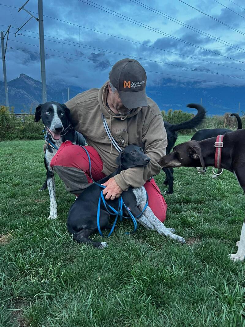 Einführung Junghunde ims Rudel