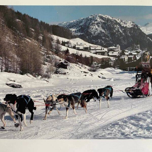 6Hunde Sprint Splügen