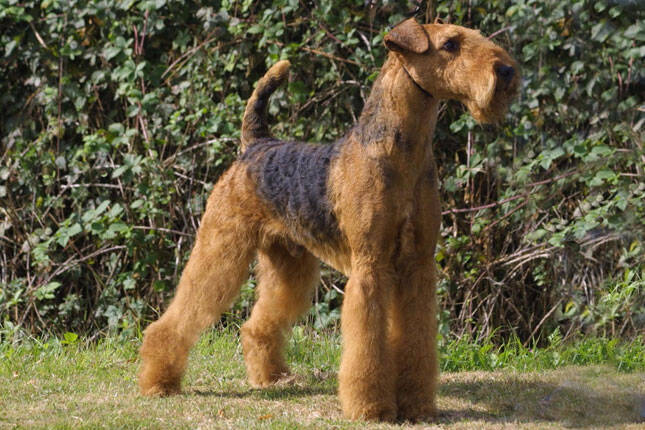 airedale-terrier.jpg