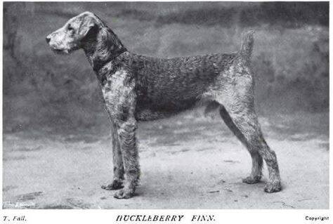 airedale4.jpg
