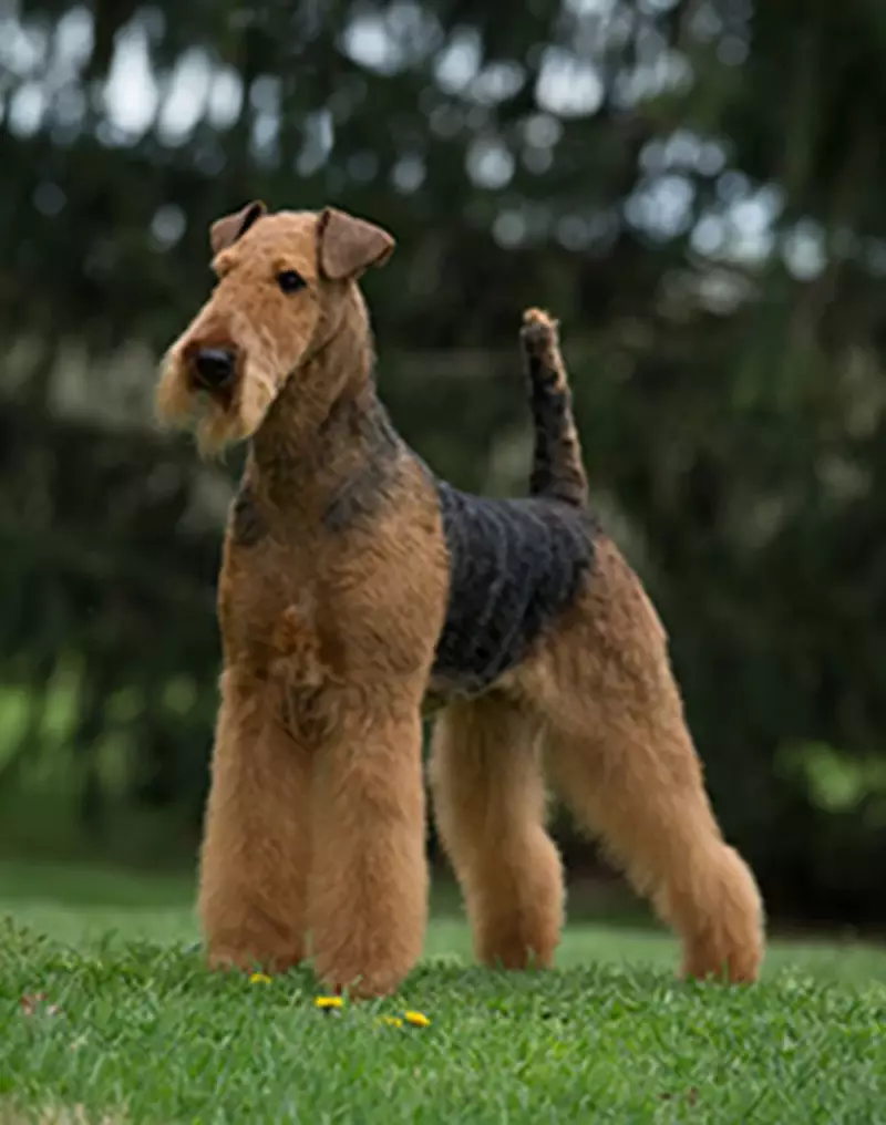 airedale_terrierjpg.webp